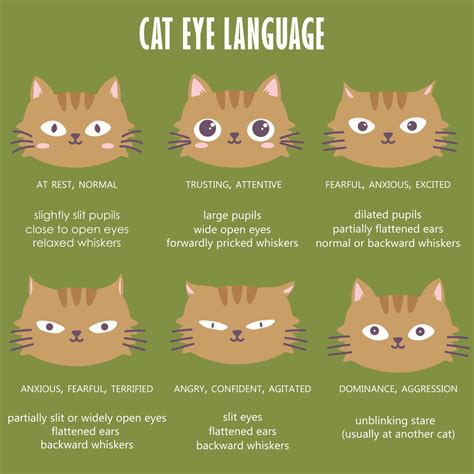 Cat’s eyes: What is a cat telling you with their eyes.